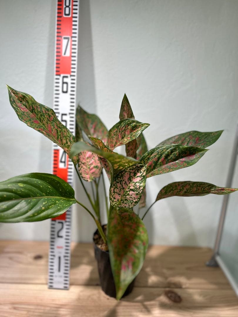 アグラオネマ　ビーナス　観葉植物　5号鉢