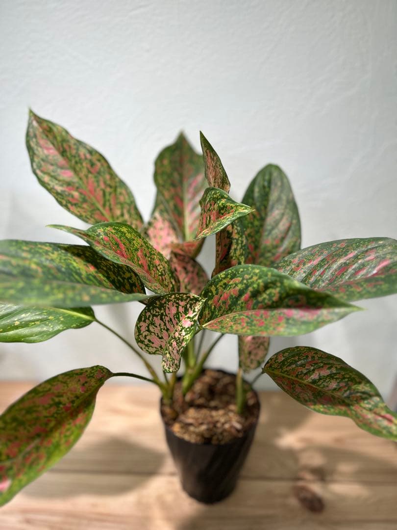 アグラオネマ　ビーナス　観葉植物　5号鉢