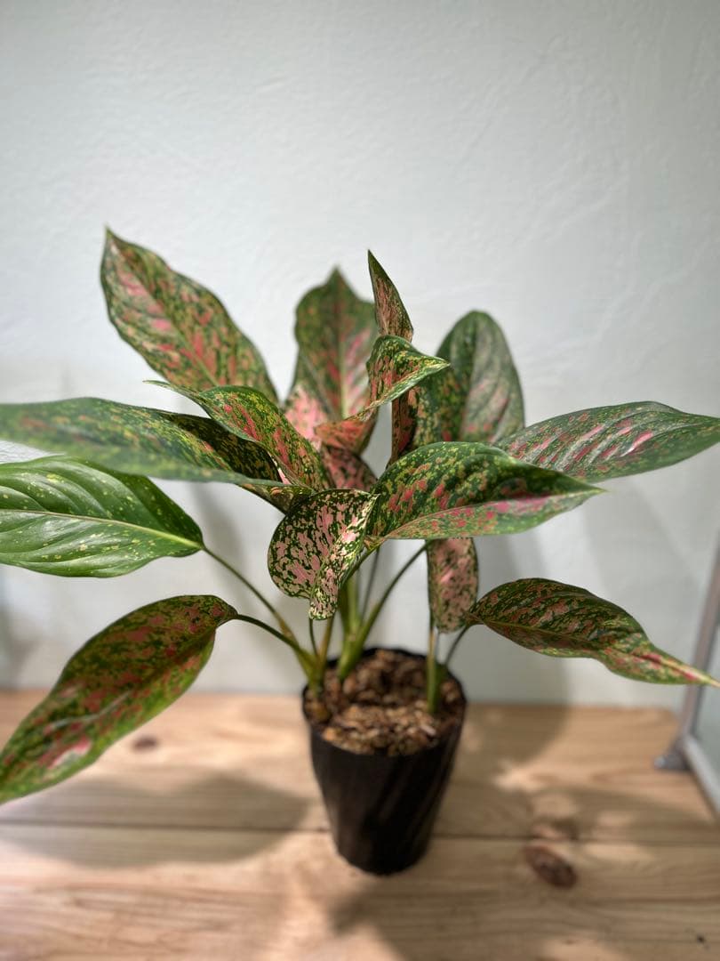 アグラオネマ　ビーナス　観葉植物　5号鉢