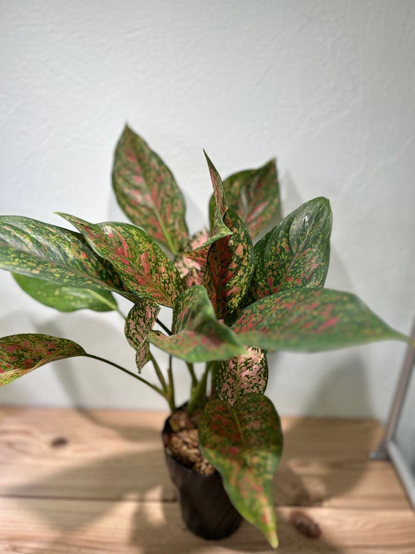 アグラオネマ　ビーナス　観葉植物　5号鉢