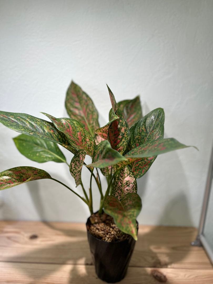 アグラオネマ　ビーナス　観葉植物　5号鉢