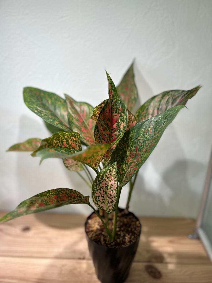 アグラオネマ　ビーナス　観葉植物　5号鉢