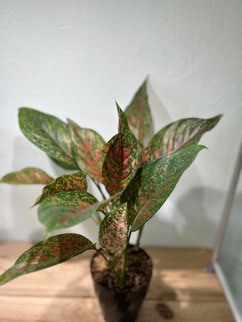 アグラオネマ　ビーナス　観葉植物　5号鉢
