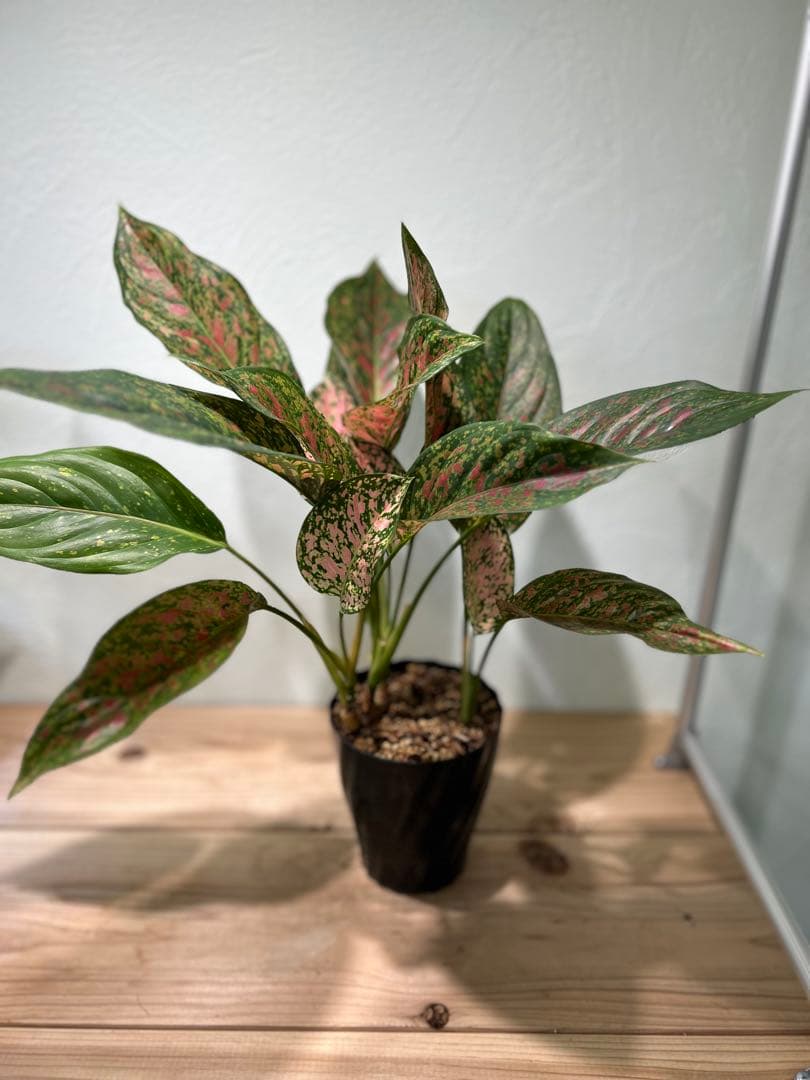 アグラオネマ　ビーナス　観葉植物　5号鉢