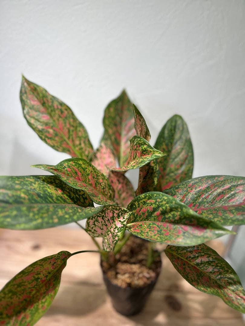 アグラオネマ　ビーナス　観葉植物　5号鉢