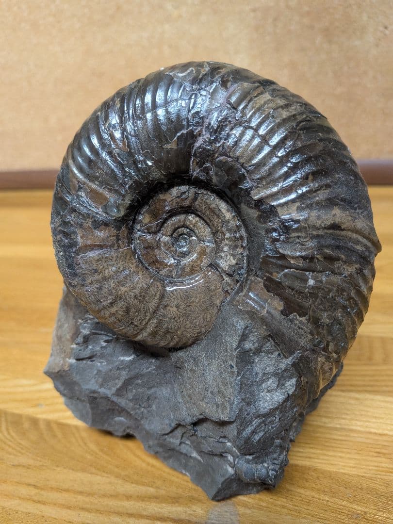 ハシモト　アンモナイト化石