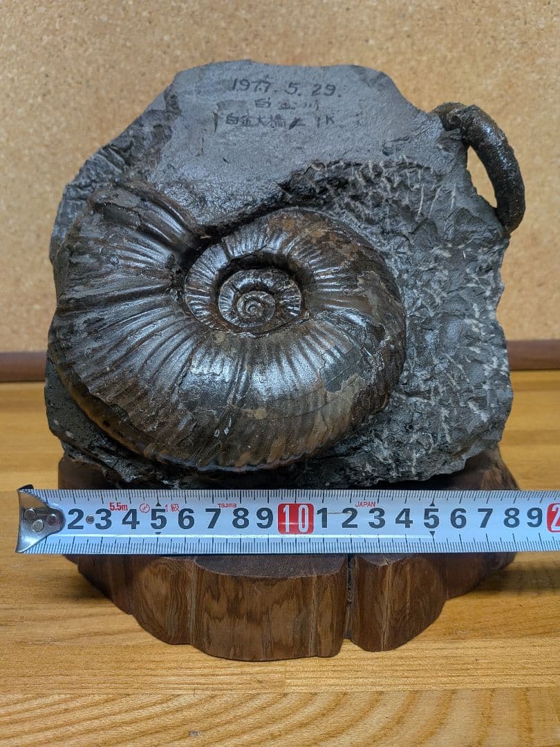 ハシモト　アンモナイト化石