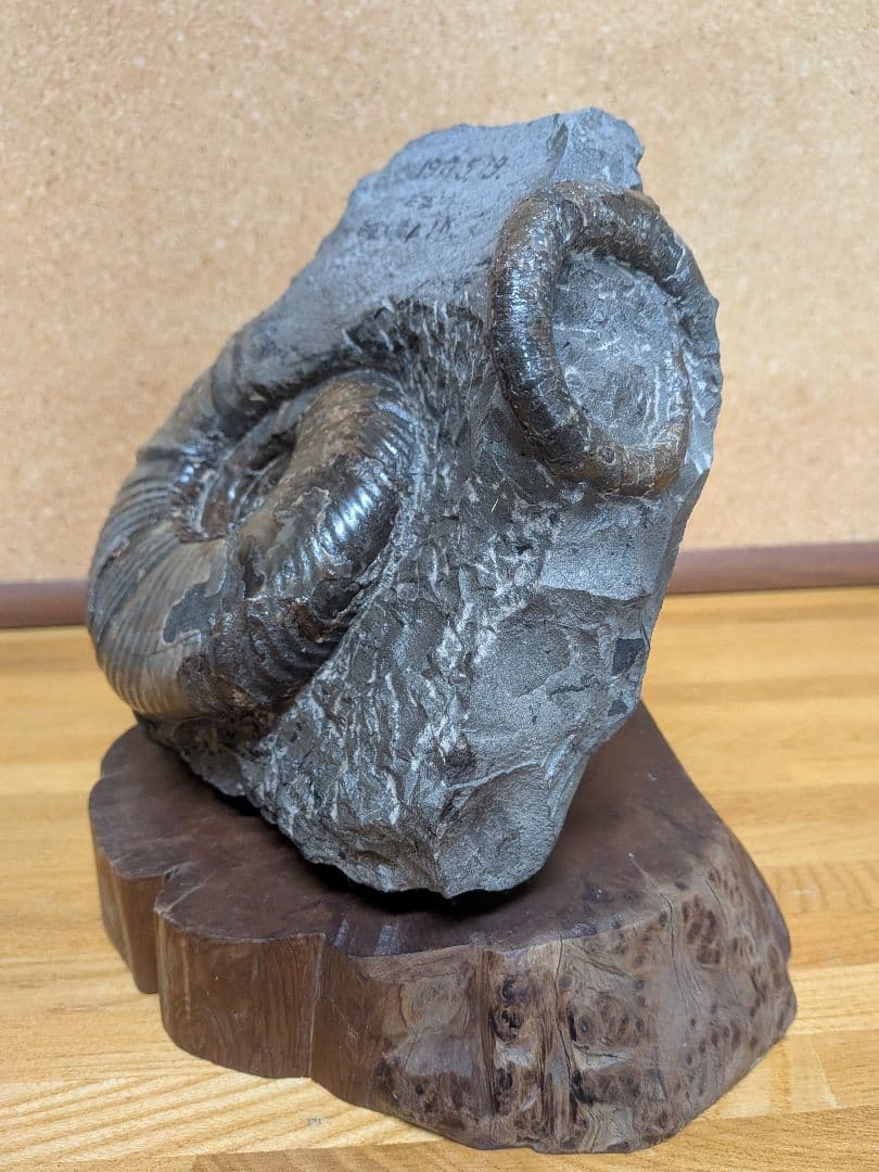 ハシモト　アンモナイト化石