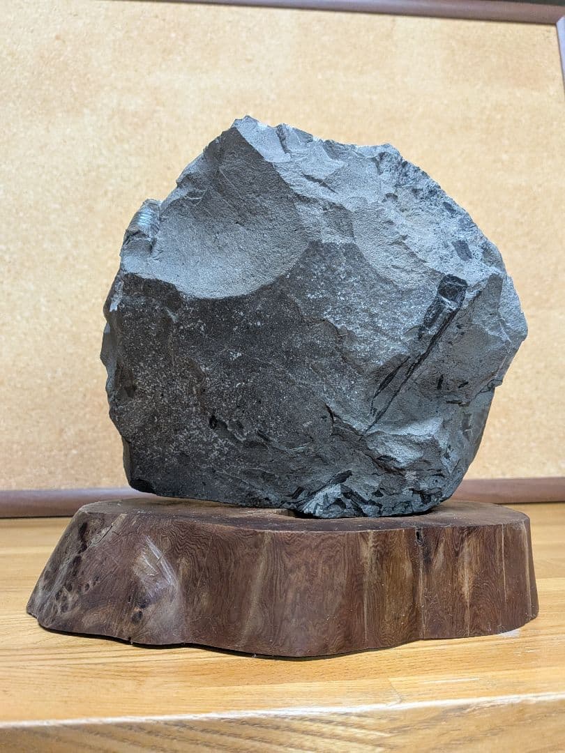 ハシモト　アンモナイト化石