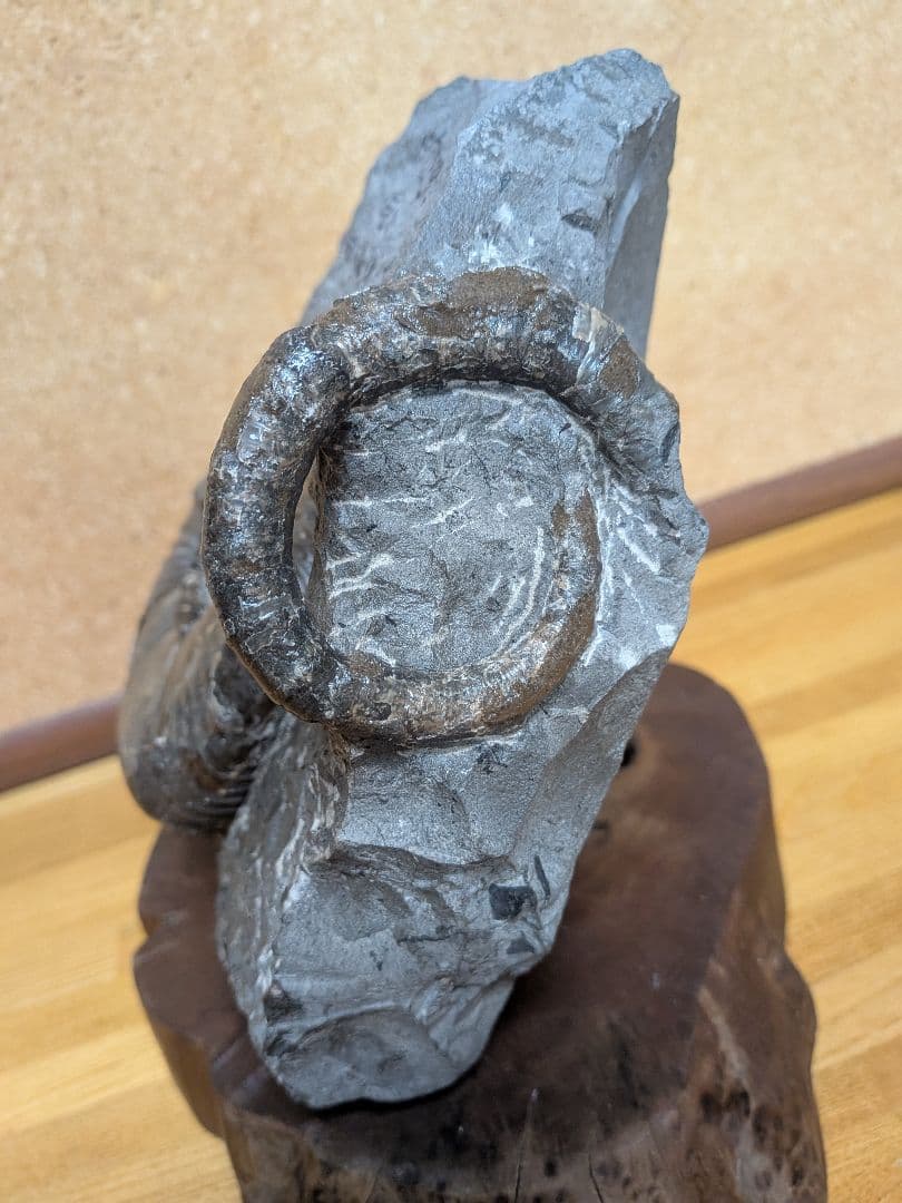 ハシモト　アンモナイト化石