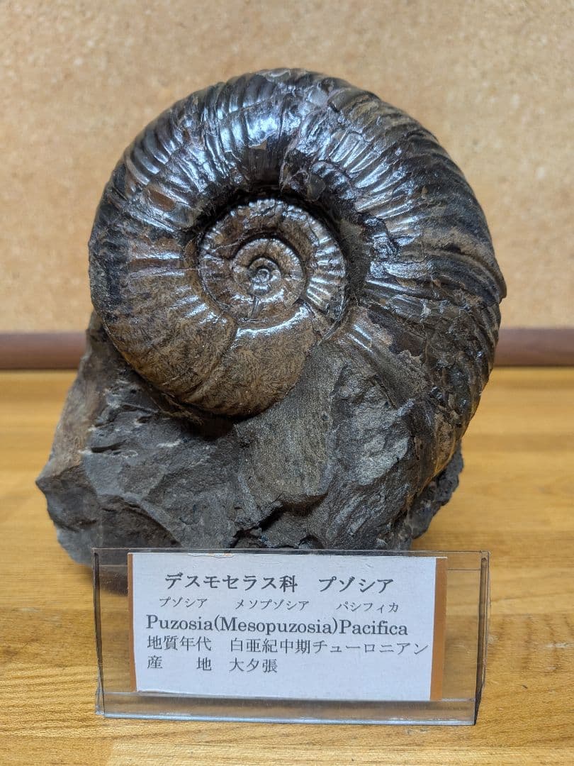 ハシモト　アンモナイト化石