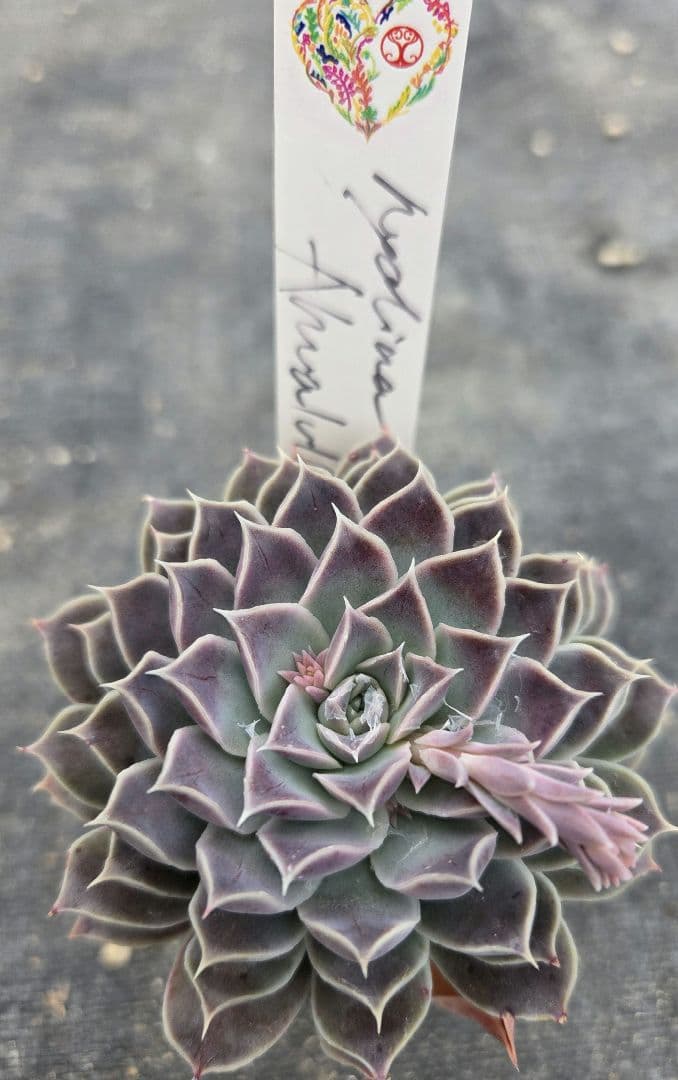 多肉植物…エケベリア♬*°美苗ヒアリナアウアルルコ♡ロマンティックアセッション苗