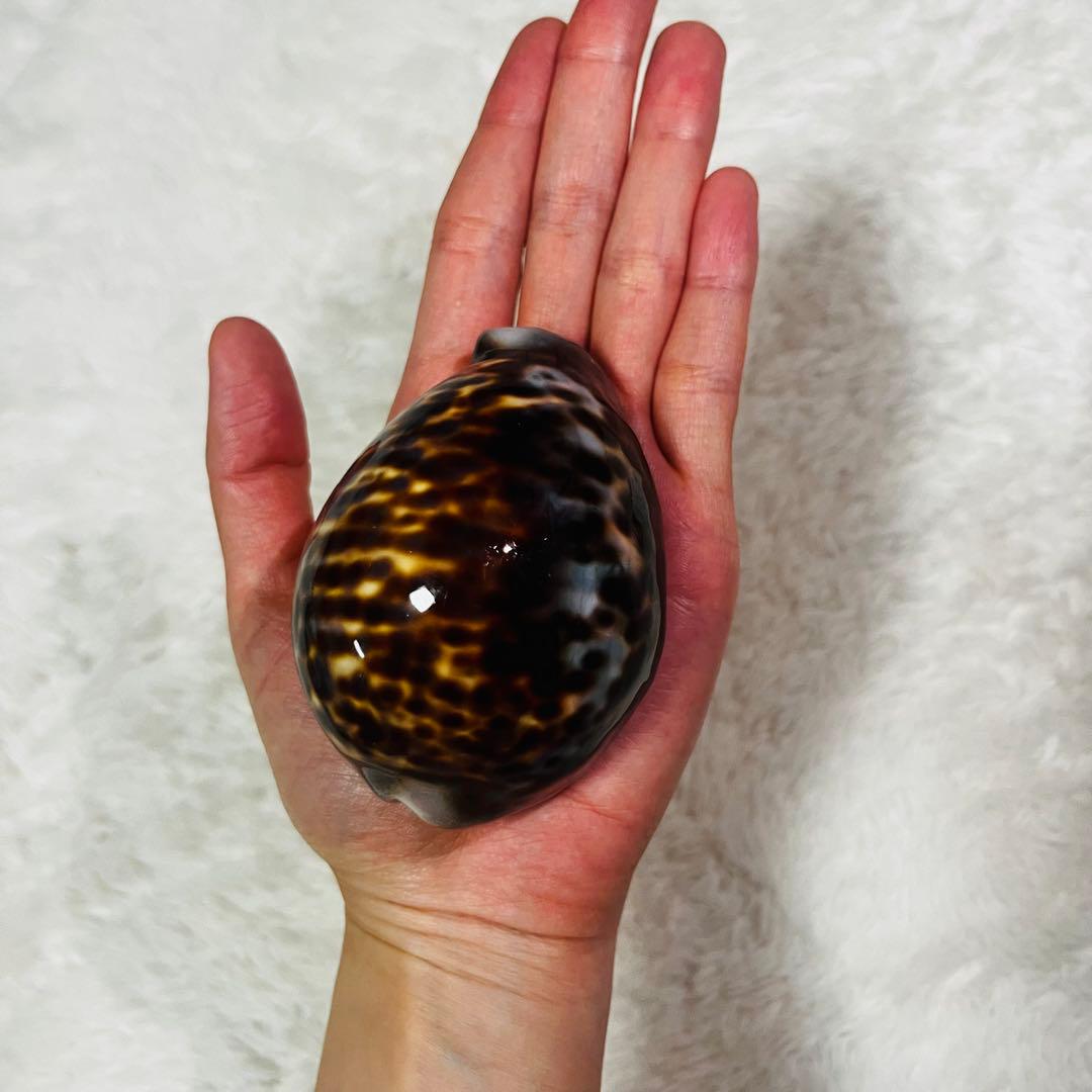 希少！特大沖縄県天然星宝貝（ホシダカラ）