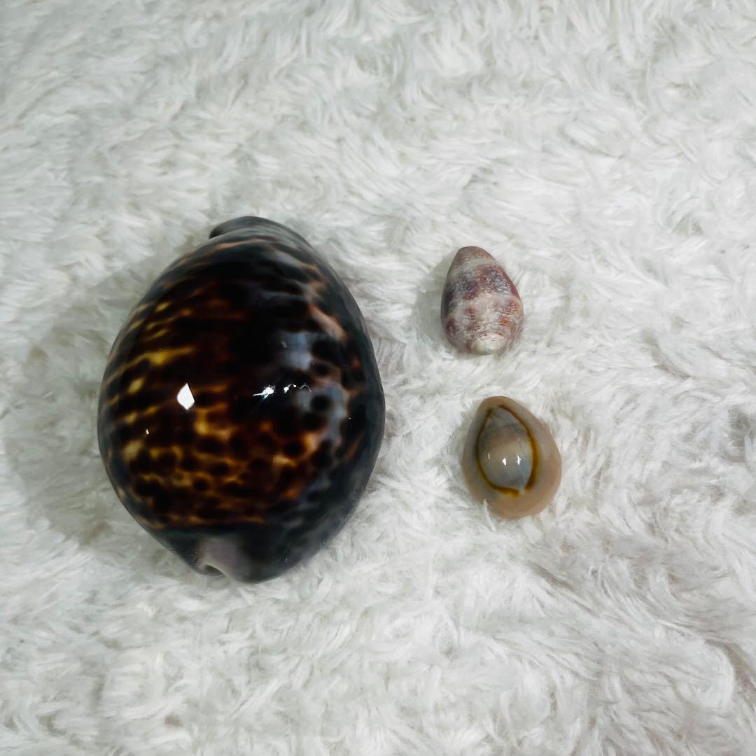 希少！特大沖縄県天然星宝貝（ホシダカラ）