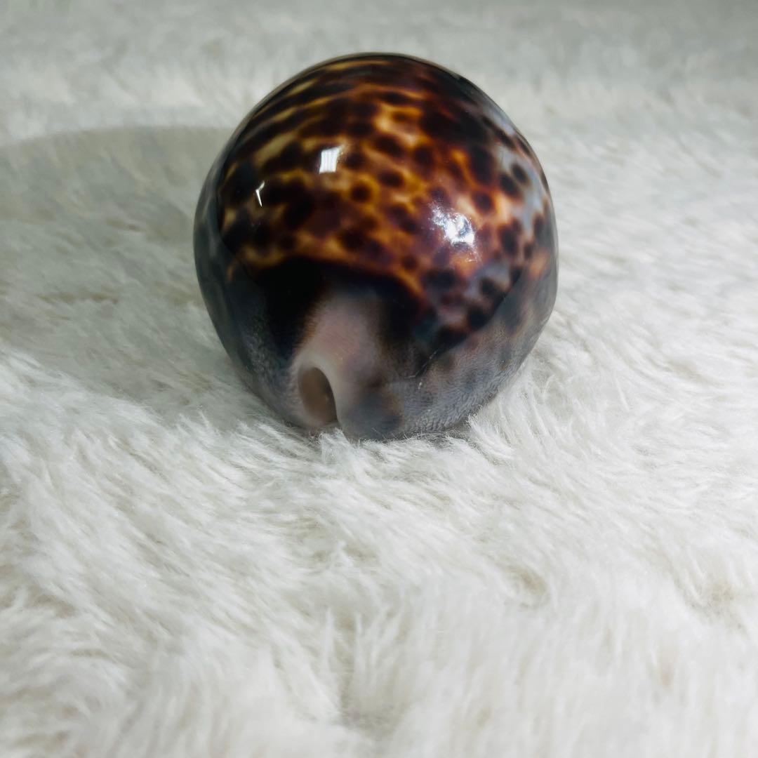 希少！特大沖縄県天然星宝貝（ホシダカラ）