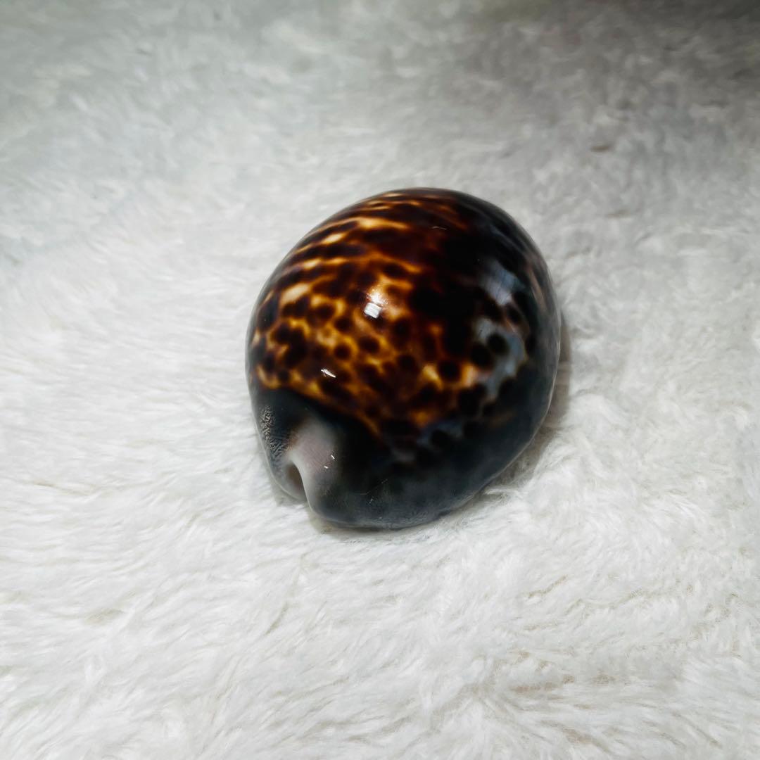 希少！特大沖縄県天然星宝貝（ホシダカラ）