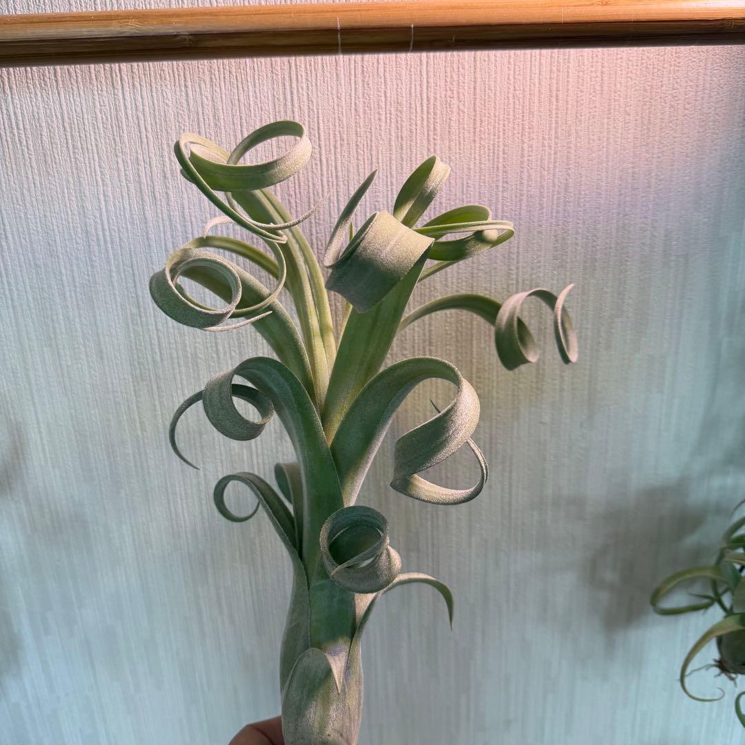 【極美形・選抜株】チランジア カーリースリム 約30cm 根あり 良形個体