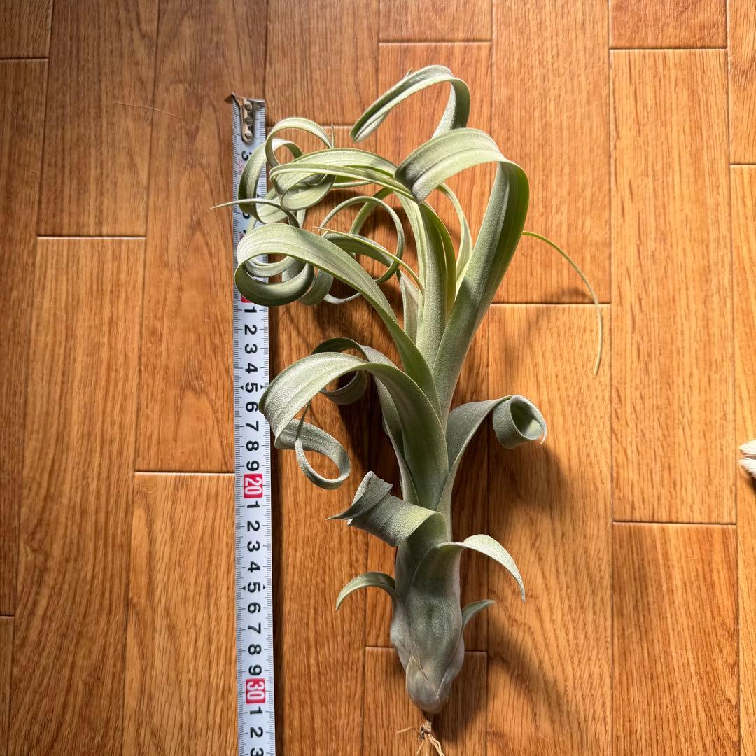 【極美形・選抜株】チランジア カーリースリム 約30cm 根あり 良形個体