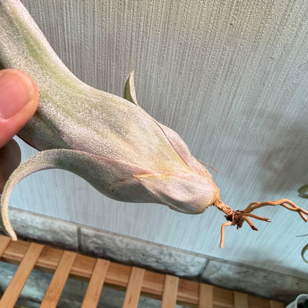 【極美形・選抜株】チランジア カーリースリム 約30cm 根あり 良形個体