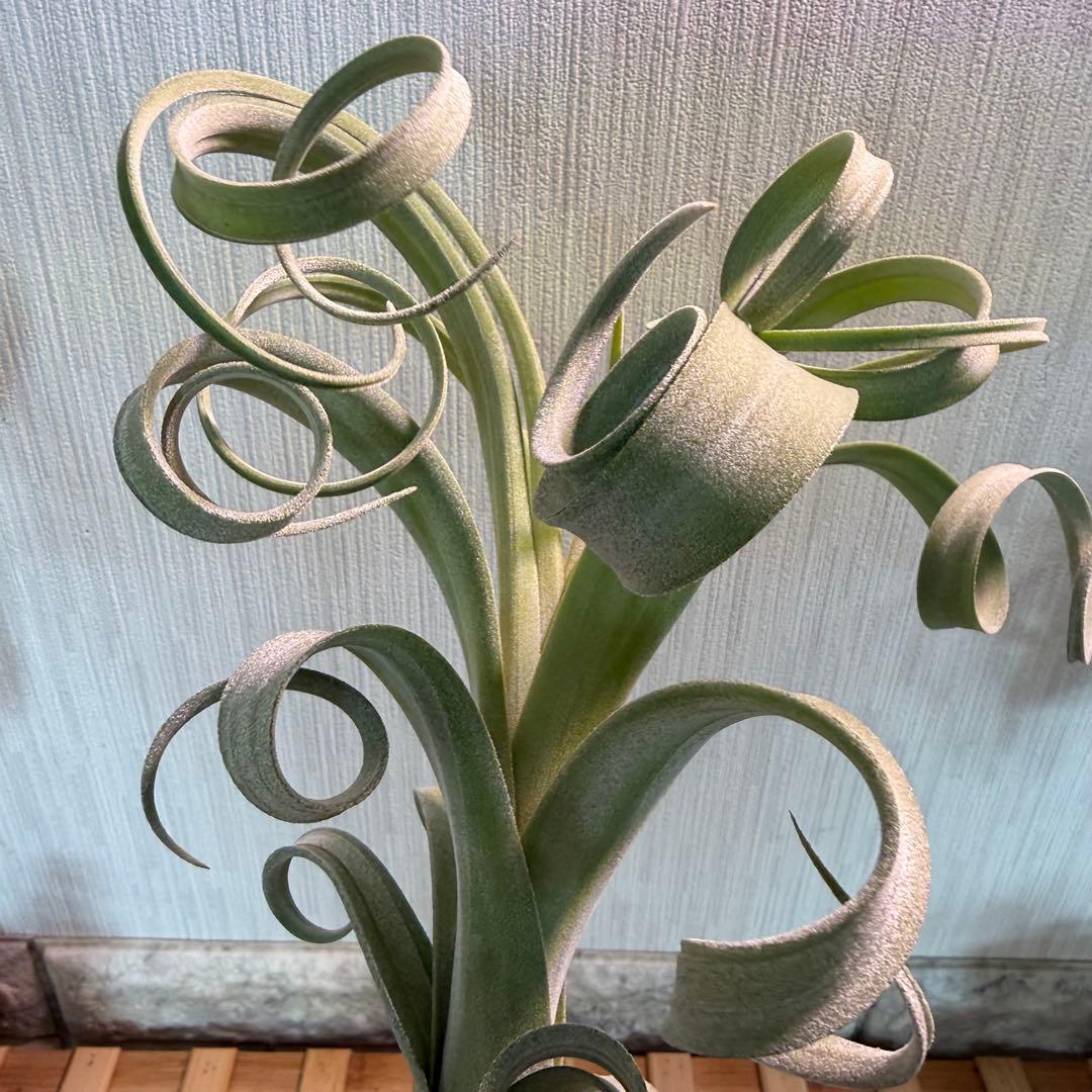 【極美形・選抜株】チランジア カーリースリム 約30cm 根あり 良形個体