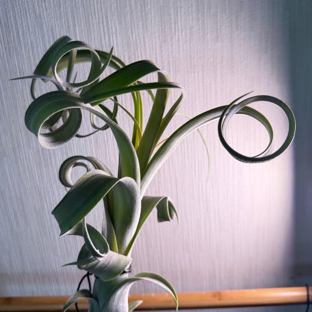 【極美形・選抜株】チランジア カーリースリム 約30cm 根あり 良形個体