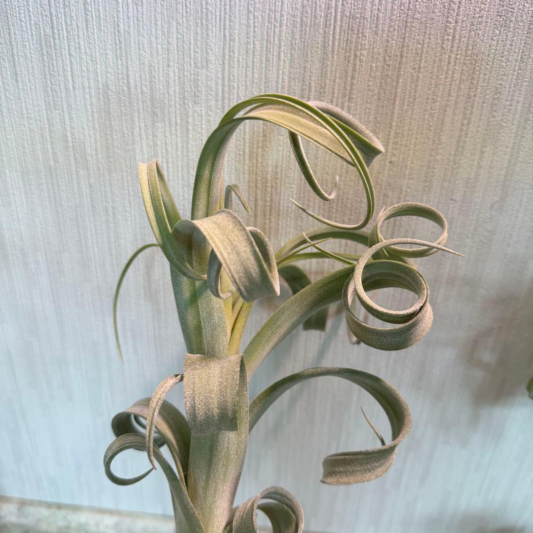 【極美形・選抜株】チランジア カーリースリム 約30cm 根あり 良形個体