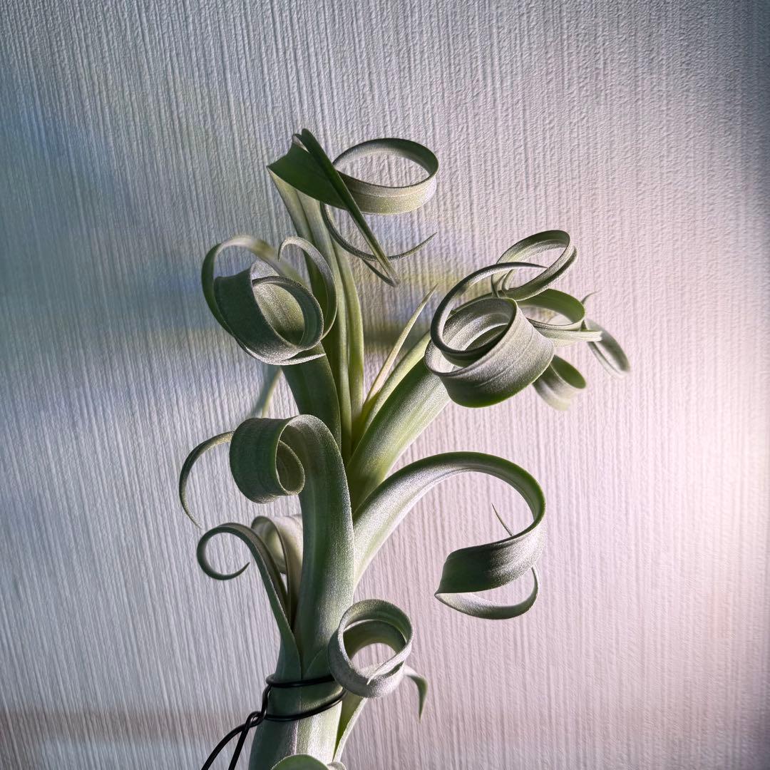 【極美形・選抜株】チランジア カーリースリム 約30cm 根あり 良形個体