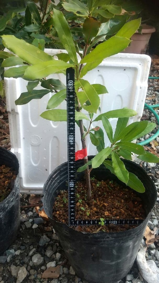 【マカダミアナッツ苗木】 専用出品です。宜しくお願い致します。SHIGE様