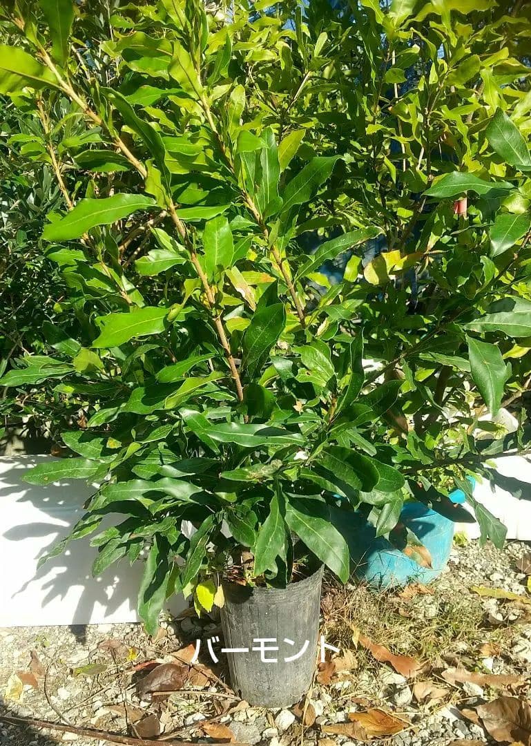【マカダミアナッツ苗木】 専用出品です。宜しくお願い致します。SHIGE様