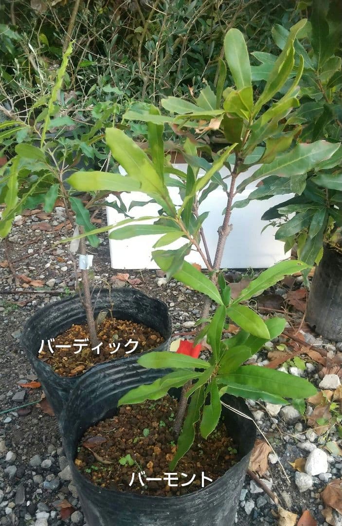 【マカダミアナッツ苗木】 専用出品です。宜しくお願い致します。SHIGE様