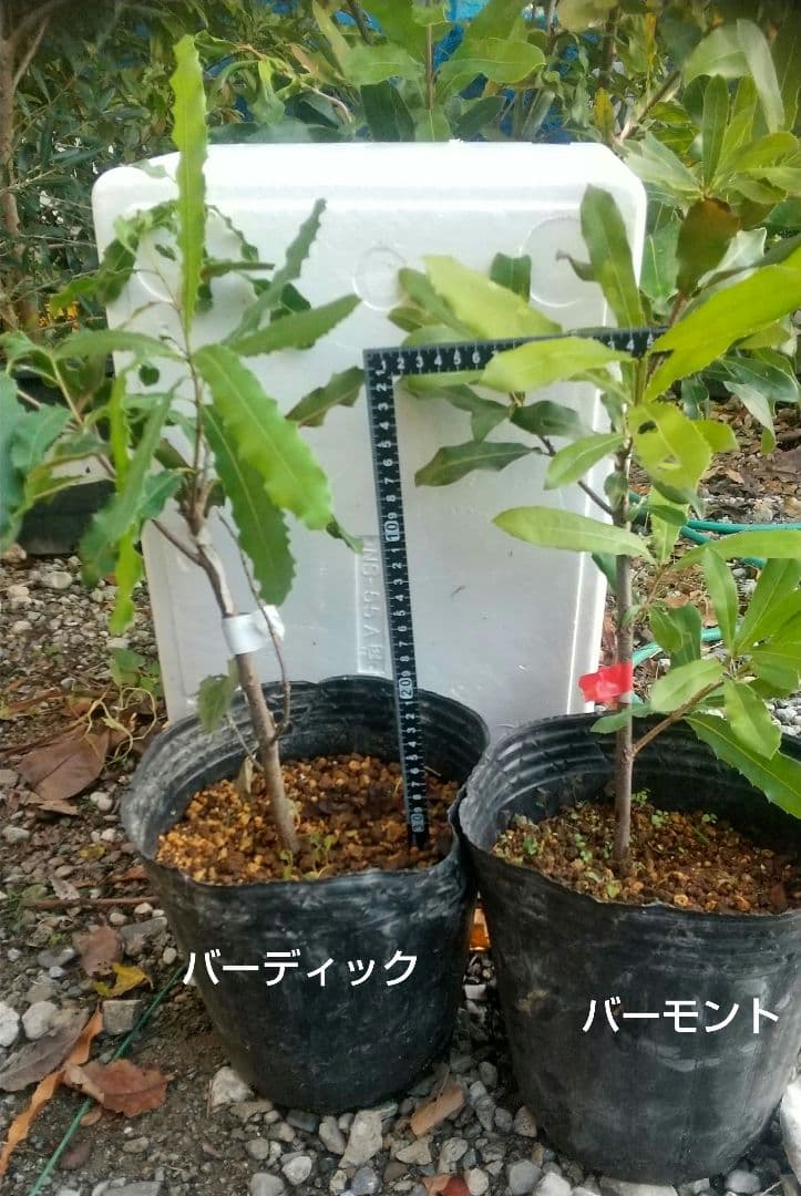 【マカダミアナッツ苗木】 専用出品です。宜しくお願い致します。SHIGE様