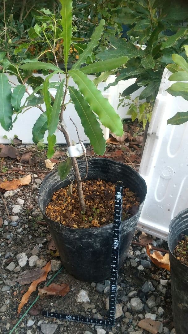 【マカダミアナッツ苗木】 専用出品です。宜しくお願い致します。SHIGE様