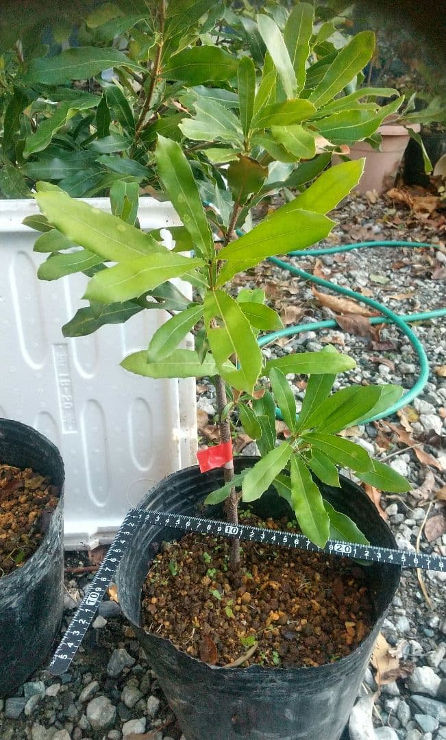 【マカダミアナッツ苗木】 専用出品です。宜しくお願い致します。SHIGE様