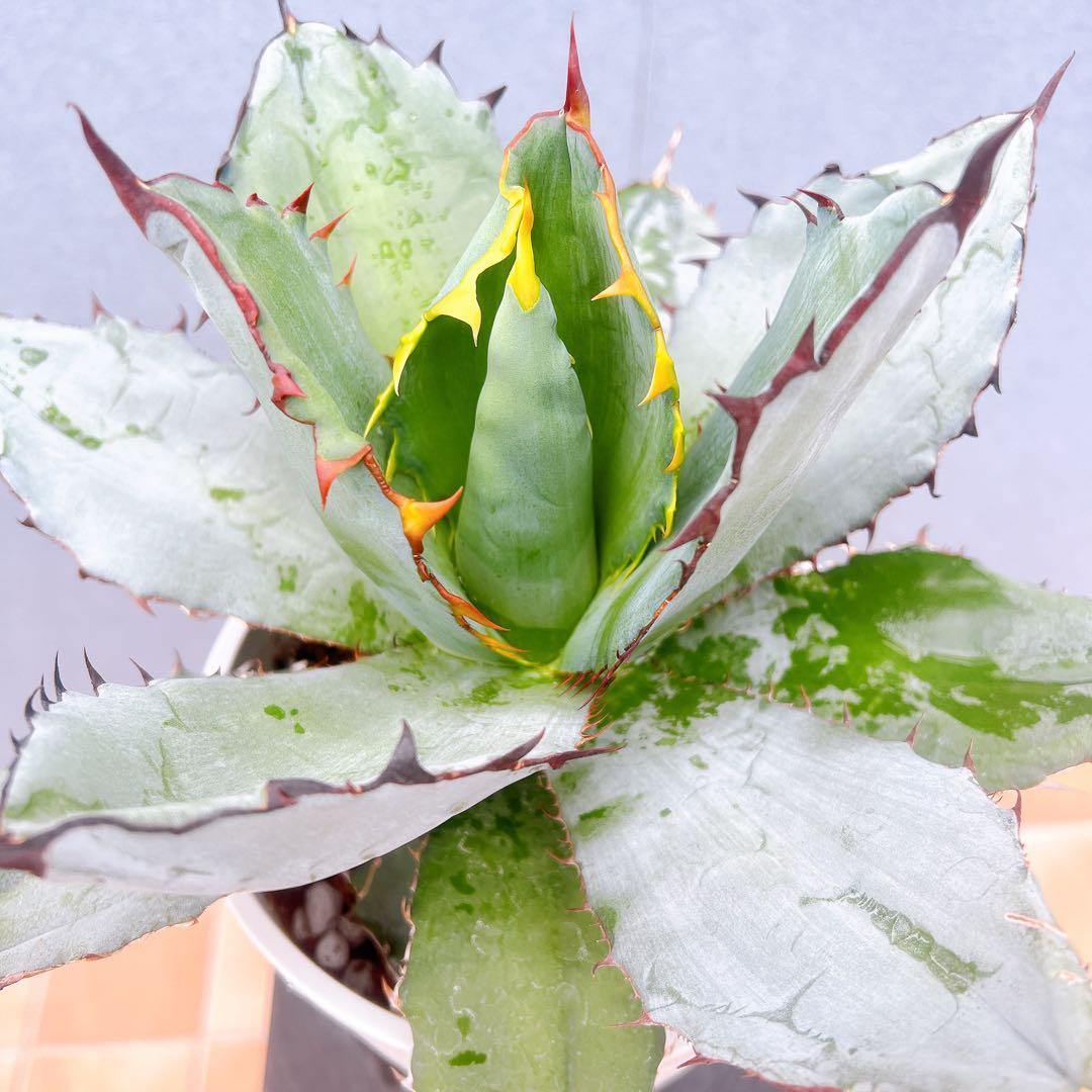 現品　アガベ　チタノタブルー　2番　ドライガーデン　観葉植物 多肉植物　地植え