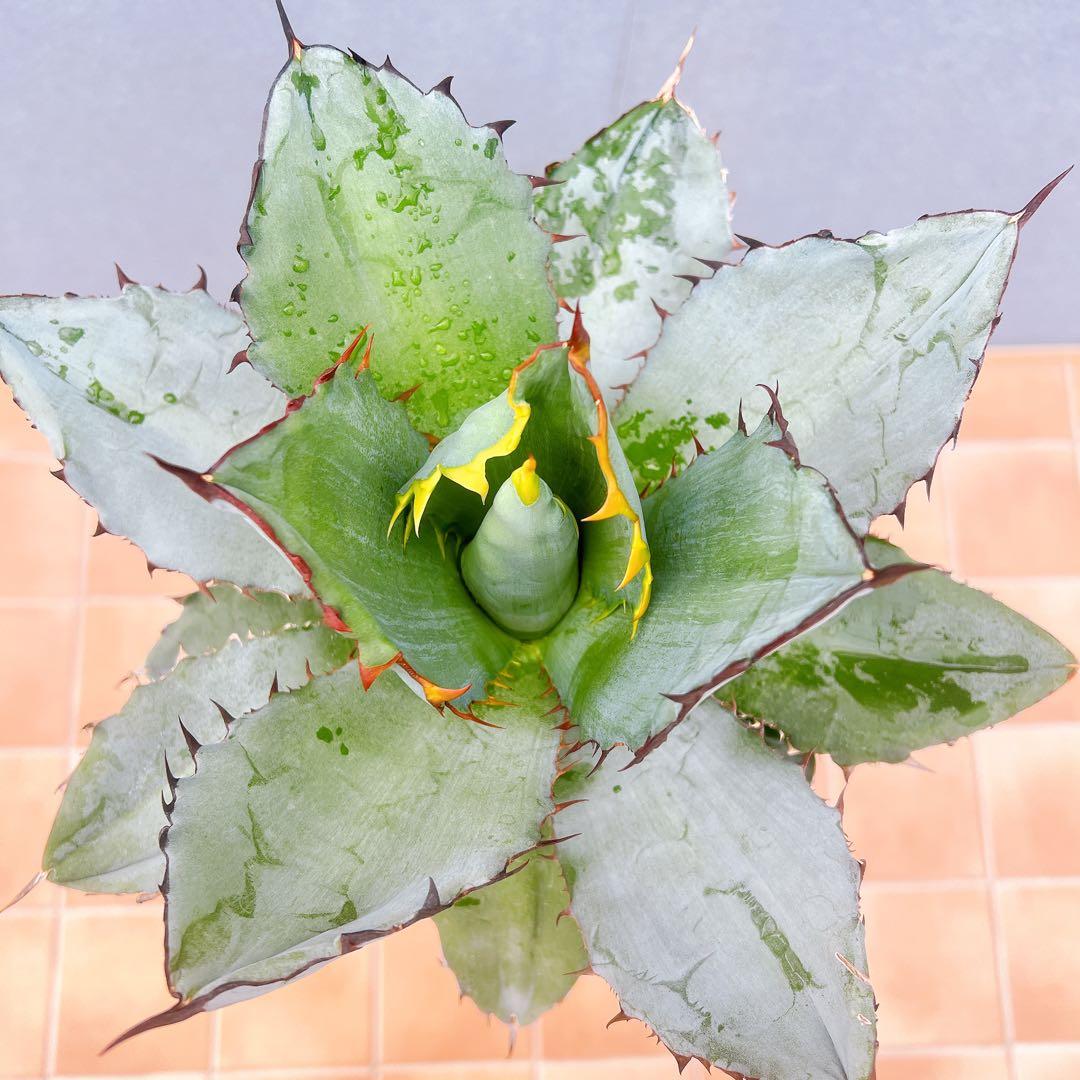 現品　アガベ　チタノタブルー　2番　ドライガーデン　観葉植物 多肉植物　地植え