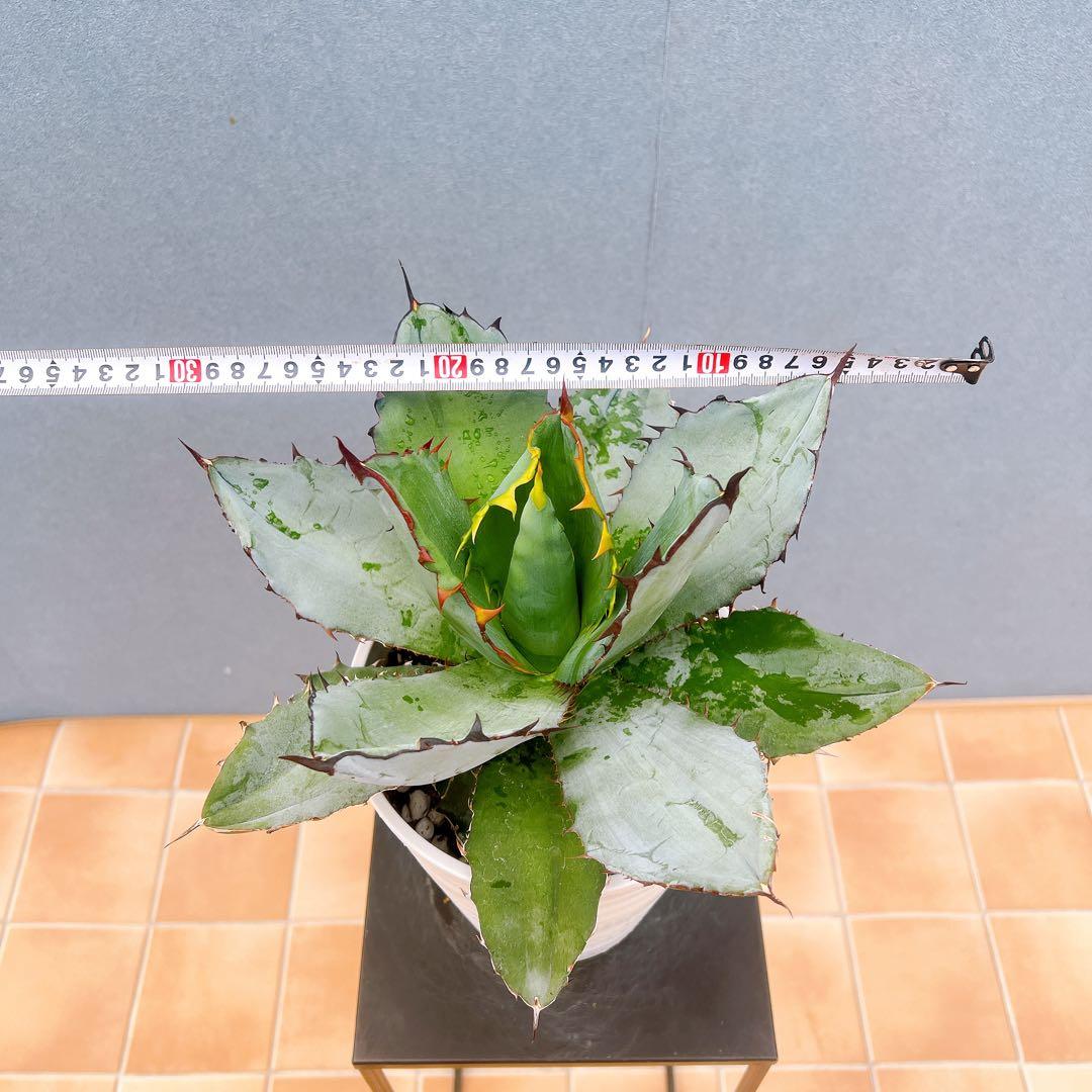 現品　アガベ　チタノタブルー　2番　ドライガーデン　観葉植物 多肉植物　地植え