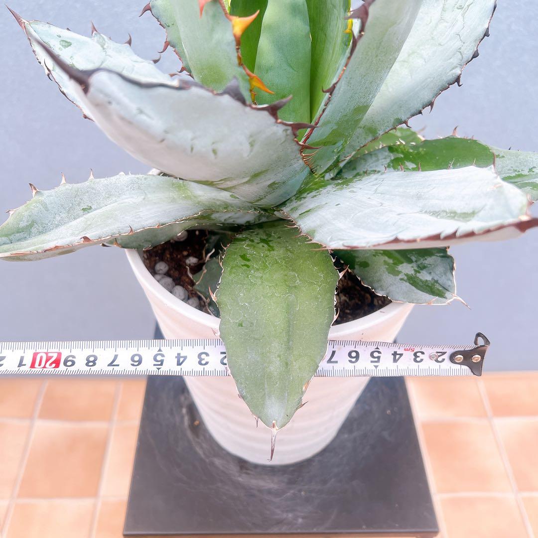 現品　アガベ　チタノタブルー　2番　ドライガーデン　観葉植物 多肉植物　地植え