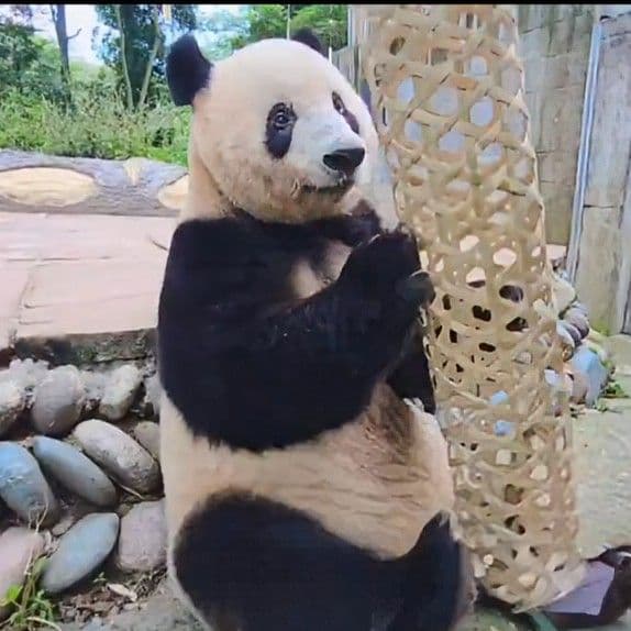 リーリー♡碧峰峡凱旋おみやげマスコット♡フルセット＆竹筒籠おまけ付