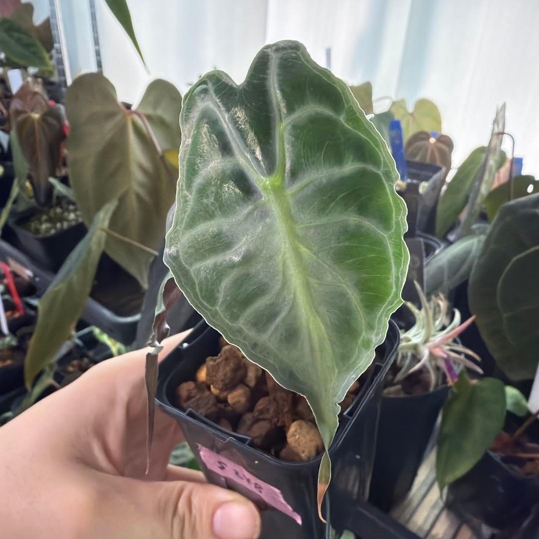 アロカシア ヴェノム Alocasia 'Venom' 管理番号s248