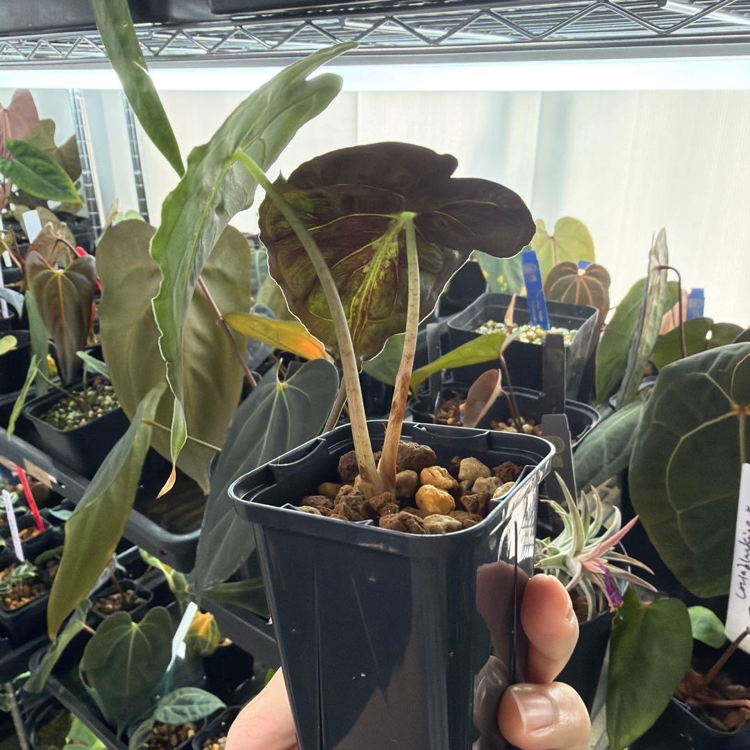 アロカシア ヴェノム Alocasia 'Venom' 管理番号s248