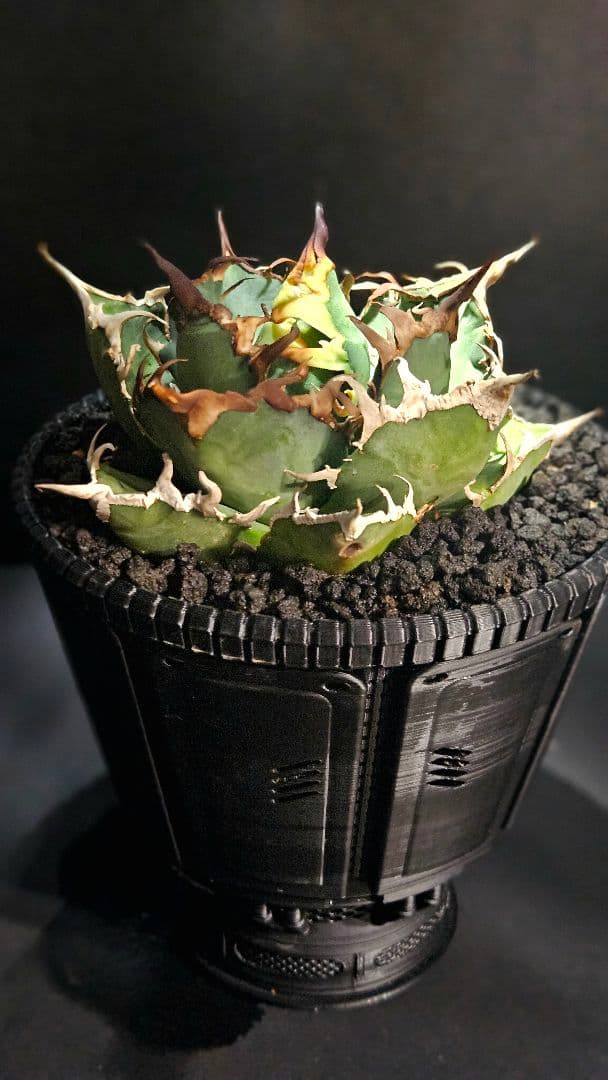 【鉢ごと】アガベ シーザー 3Dプリンター鉢セット