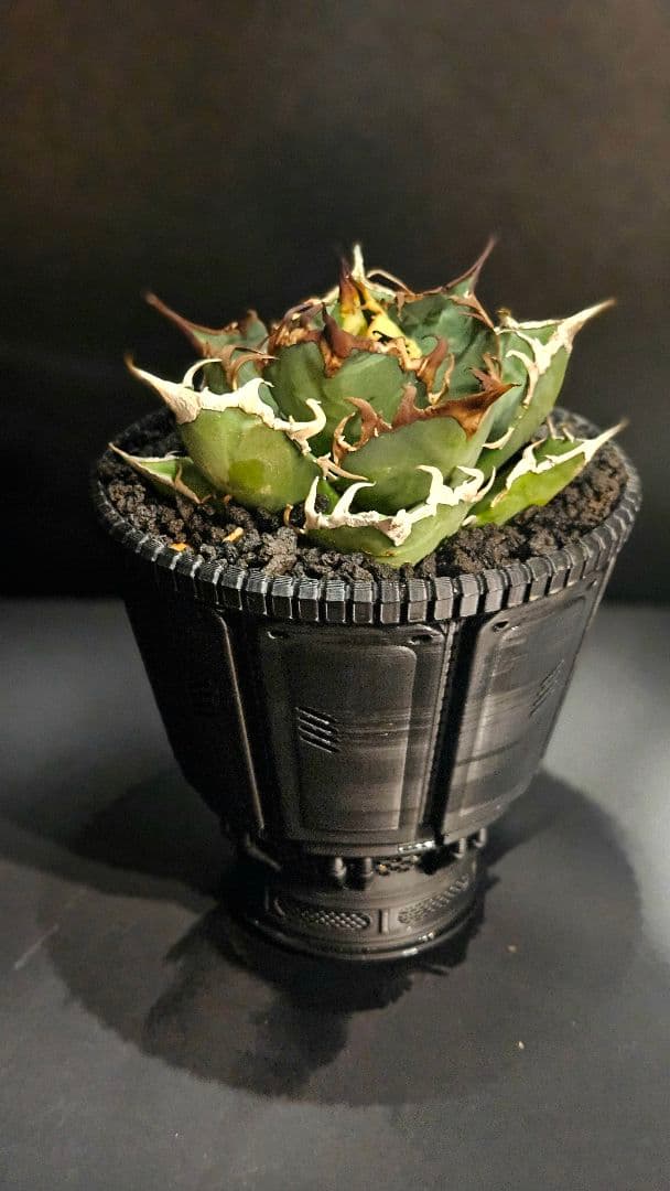 【鉢ごと】アガベ シーザー 3Dプリンター鉢セット