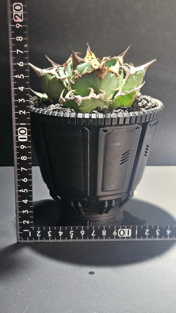 【鉢ごと】アガベ シーザー 3Dプリンター鉢セット
