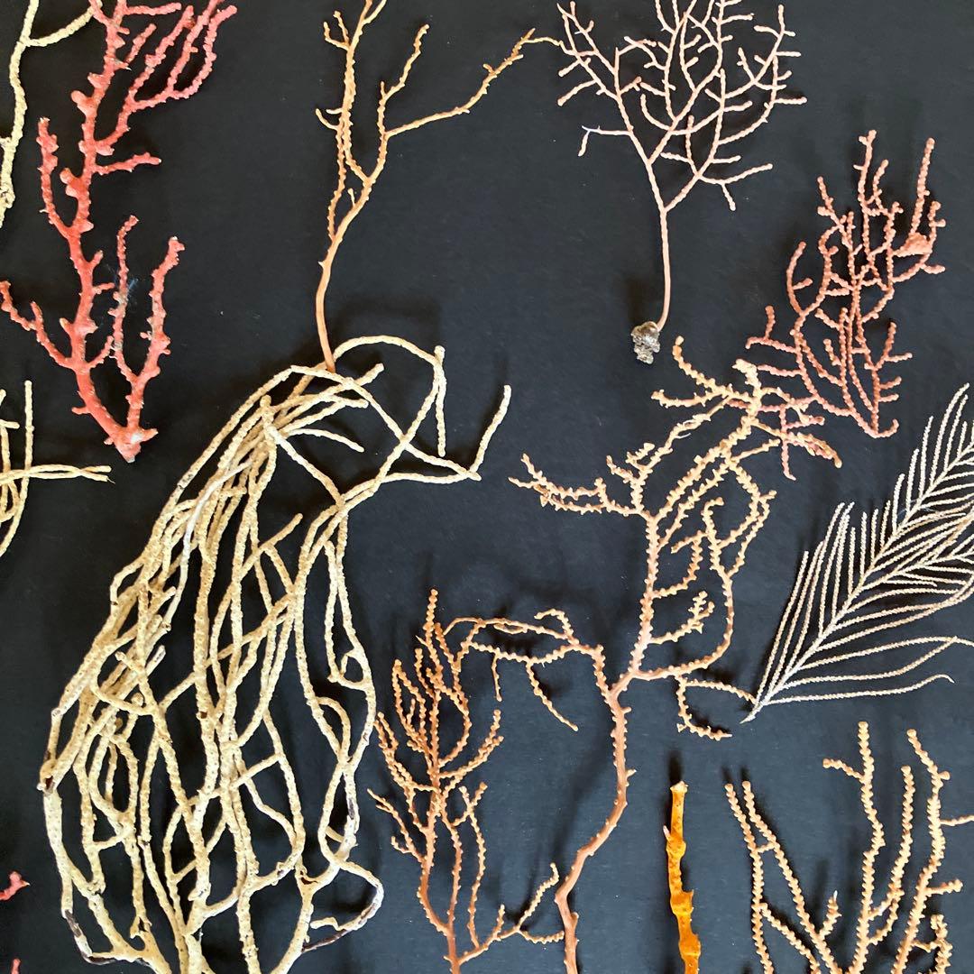 最終値下げ　高知県産珊瑚セットD