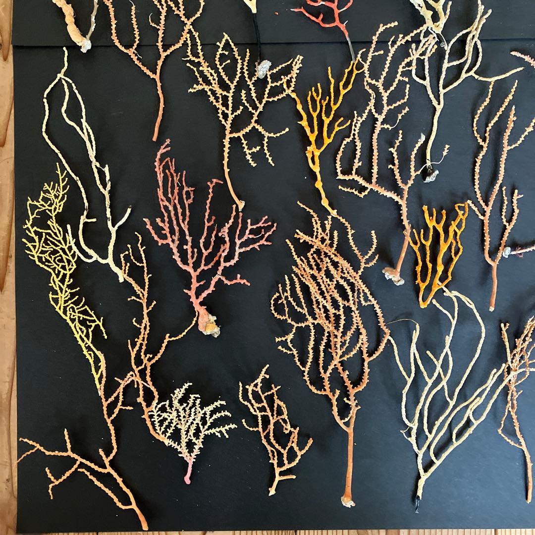 最終値下げ　高知県産珊瑚セットD