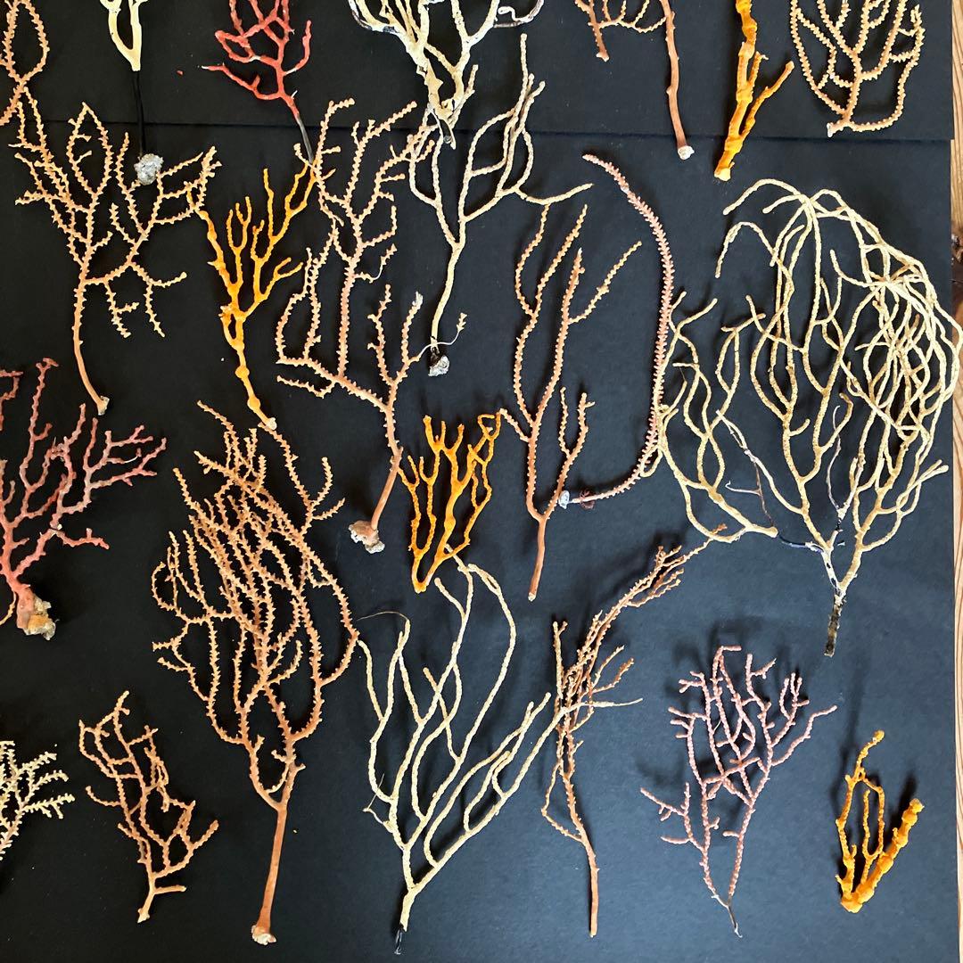 最終値下げ　高知県産珊瑚セットD