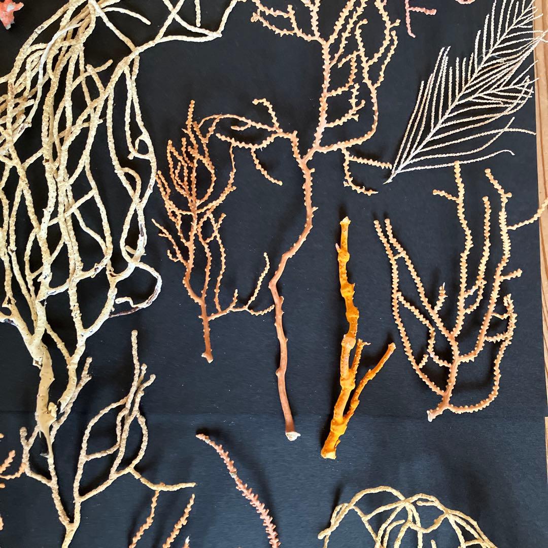 最終値下げ　高知県産珊瑚セットD