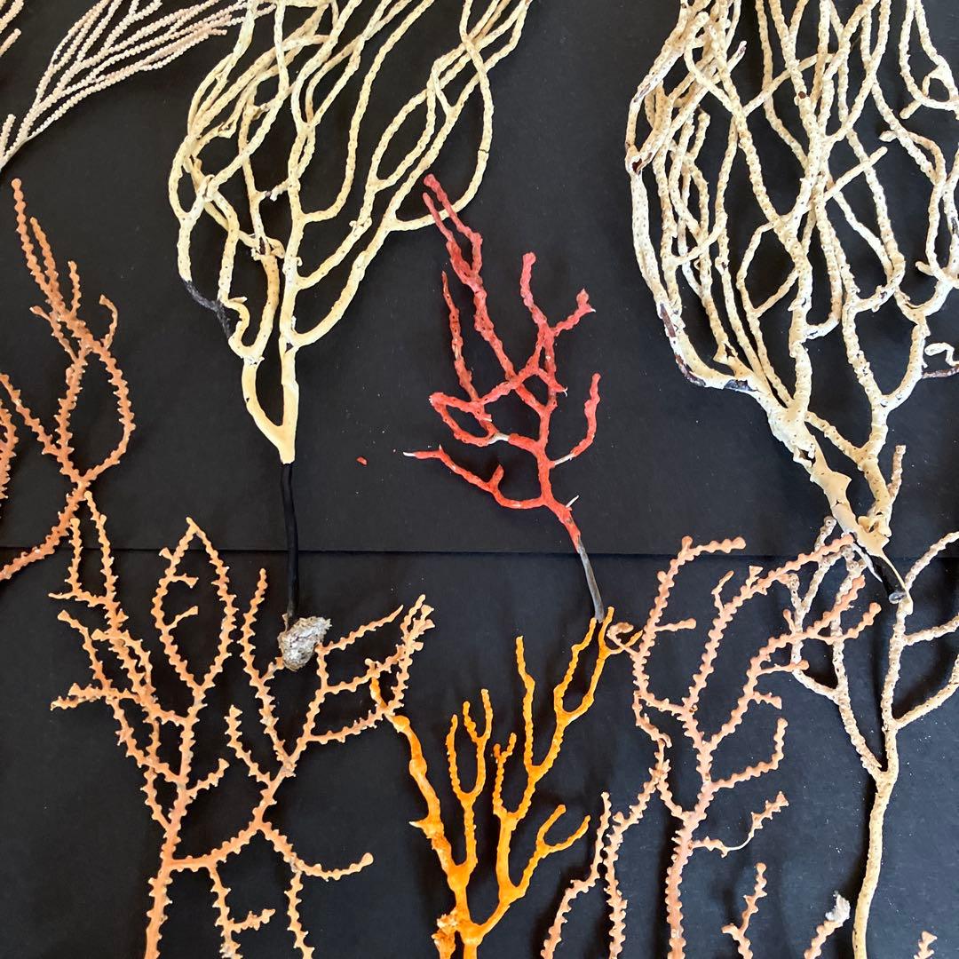 最終値下げ　高知県産珊瑚セットD