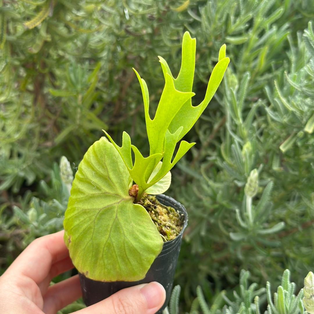 Platycerium ridleyi \"Pakarang　TC 5005
