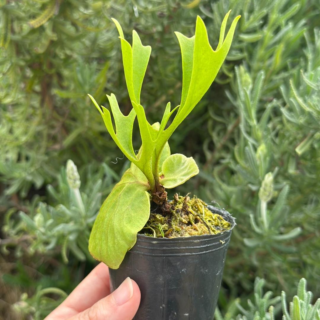 Platycerium ridleyi \"Pakarang　TC 5005